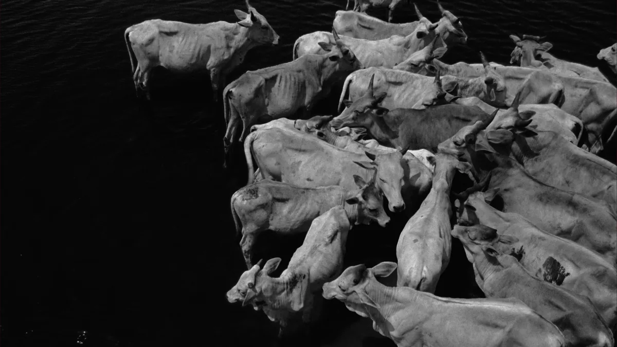 Adidas Gabriel Moses cattle crossing water Dakar